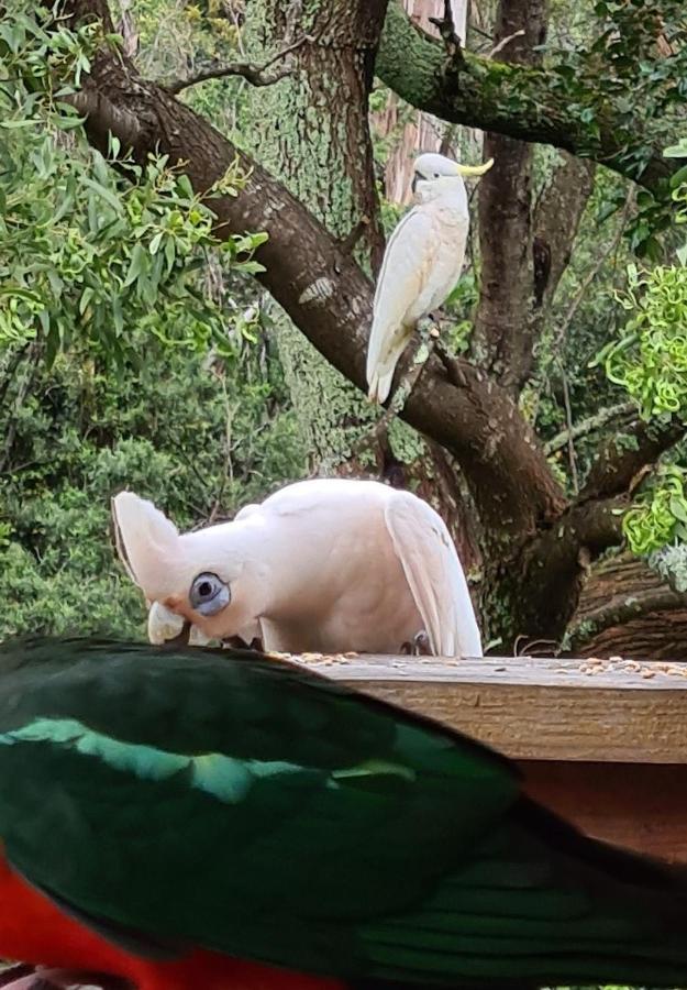 Bird Songs Getaway Accommodation Cabbage Tree Creek Exterior photo