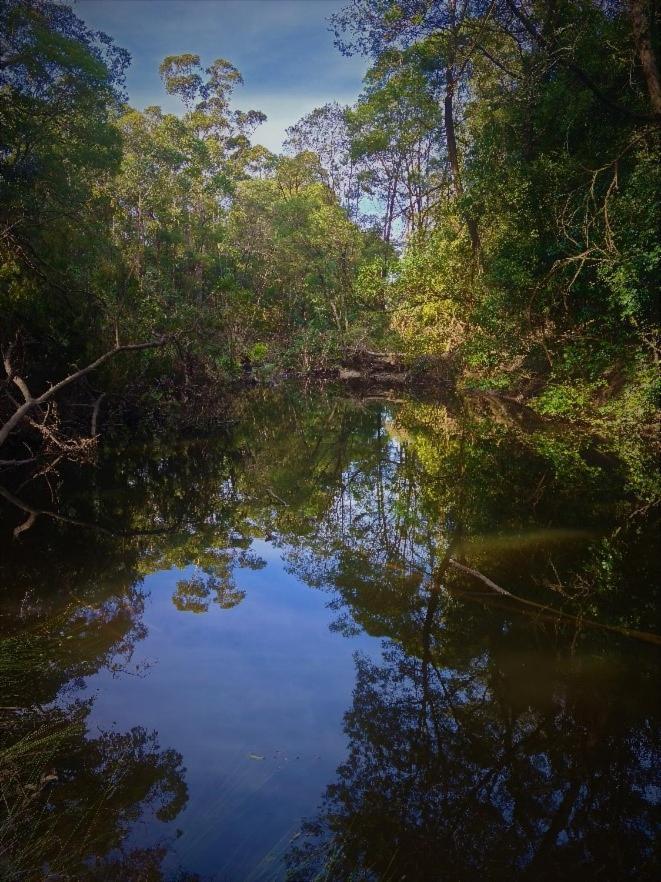Bird Songs Getaway Accommodation Cabbage Tree Creek Exterior photo